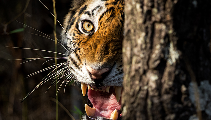 Kanha National Park